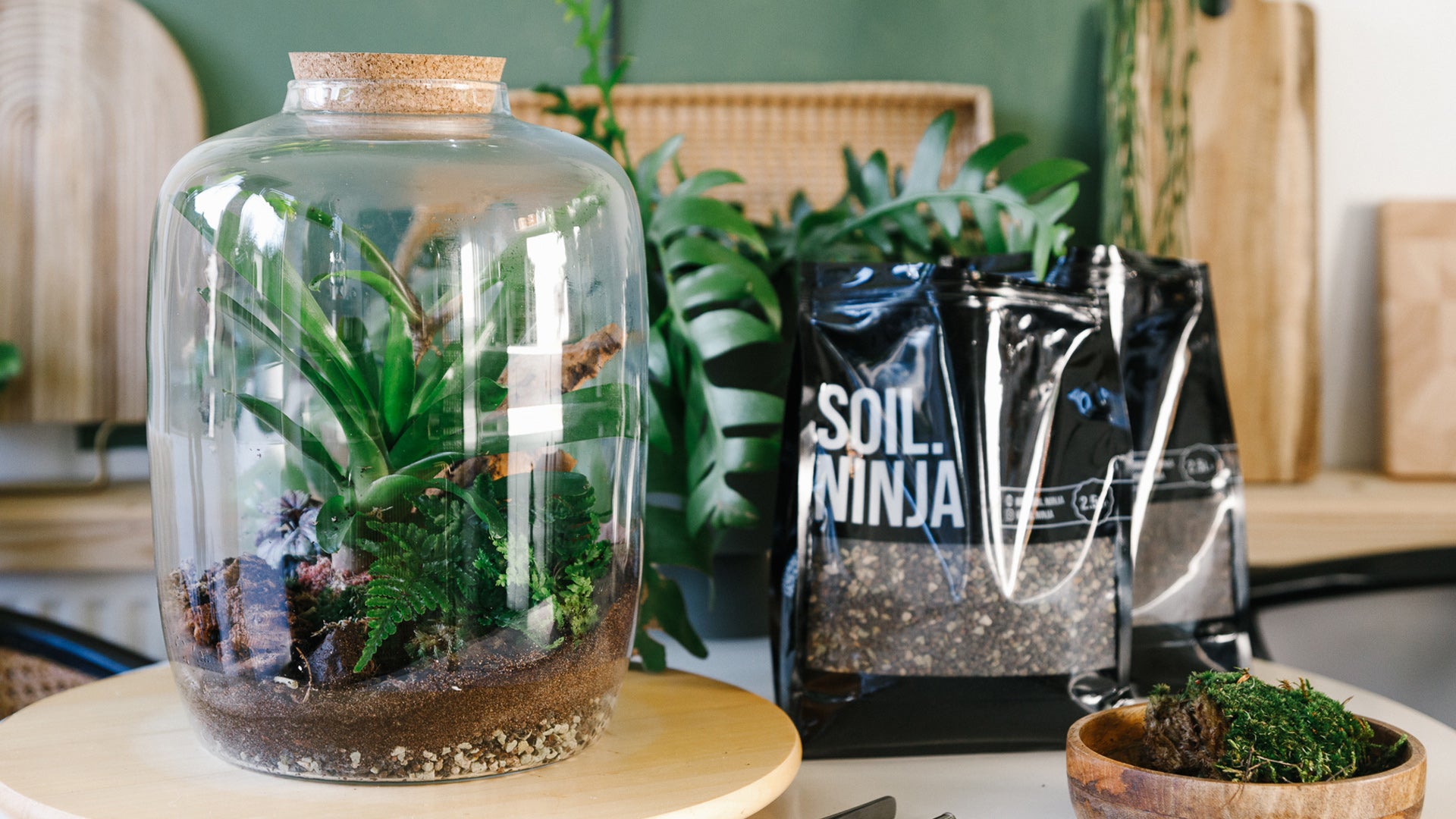 Understanding Open vs. Closed Terrariums – Soil Ninja