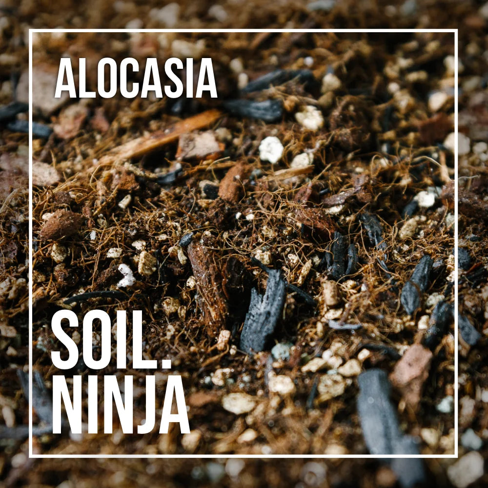 Premium Alocasia Blend