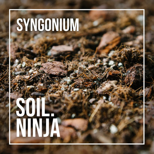 Premium Syngonium Blend