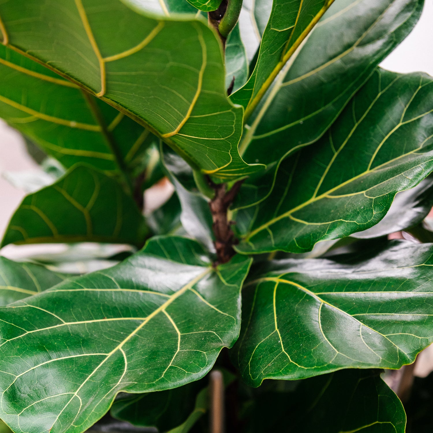 Premium Ficus Blend – Soil Ninja